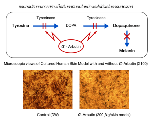 Alpha Arbutin-01