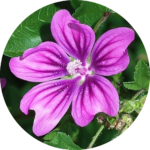 Malva Sylvestris