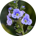 Veronica Officinalis