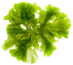 Marine Algae