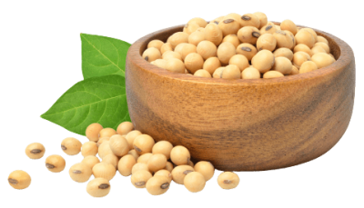 soybean02